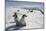 Emperor Penguin Chicks in Antarctica-null-Mounted Photographic Print