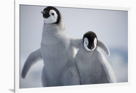 Emperor Penguin Chicks in Antarctica-Paul Souders-Framed Photographic Print