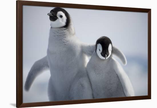 Emperor Penguin Chicks in Antarctica-Paul Souders-Framed Photographic Print