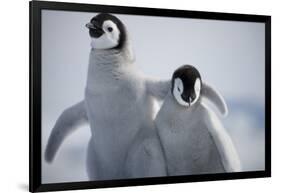 Emperor Penguin Chicks in Antarctica-Paul Souders-Framed Photographic Print