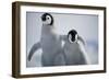 Emperor Penguin Chicks in Antarctica-Paul Souders-Framed Photographic Print