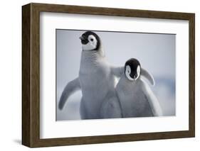 Emperor Penguin Chicks in Antarctica-Paul Souders-Framed Photographic Print