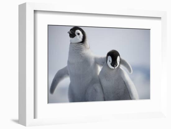 Emperor Penguin Chicks in Antarctica-Paul Souders-Framed Photographic Print