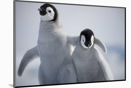 Emperor Penguin Chicks in Antarctica-Paul Souders-Mounted Photographic Print