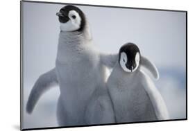 Emperor Penguin Chicks in Antarctica-Paul Souders-Mounted Photographic Print