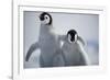 Emperor Penguin Chicks in Antarctica-Paul Souders-Framed Photographic Print