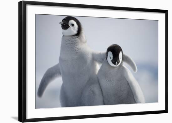 Emperor Penguin Chicks in Antarctica-Paul Souders-Framed Photographic Print