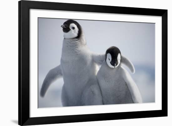 Emperor Penguin Chicks in Antarctica-Paul Souders-Framed Photographic Print