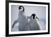 Emperor Penguin Chicks in Antarctica-Paul Souders-Framed Photographic Print