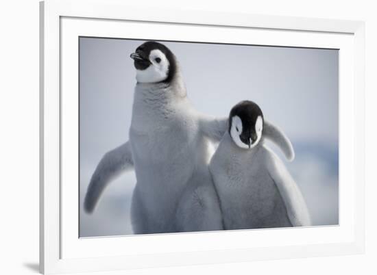 Emperor Penguin Chicks in Antarctica-Paul Souders-Framed Photographic Print