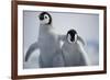 Emperor Penguin Chicks in Antarctica-Paul Souders-Framed Photographic Print