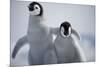 Emperor Penguin Chicks in Antarctica-Paul Souders-Mounted Photographic Print