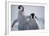 Emperor Penguin Chicks in Antarctica-Paul Souders-Framed Photographic Print