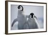 Emperor Penguin Chicks in Antarctica-Paul Souders-Framed Photographic Print