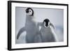 Emperor Penguin Chicks in Antarctica-Paul Souders-Framed Photographic Print