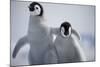 Emperor Penguin Chicks in Antarctica-Paul Souders-Mounted Photographic Print