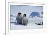 Emperor Penguin Chicks in Antarctica-Paul Souders-Framed Photographic Print