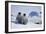 Emperor Penguin Chicks in Antarctica-Paul Souders-Framed Photographic Print