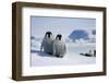 Emperor Penguin Chicks in Antarctica-Paul Souders-Framed Photographic Print