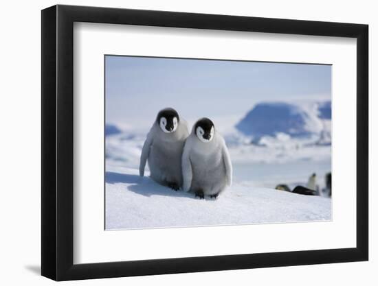 Emperor Penguin Chicks in Antarctica-Paul Souders-Framed Photographic Print