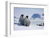 Emperor Penguin Chicks in Antarctica-Paul Souders-Framed Photographic Print