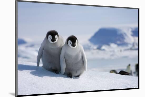 Emperor Penguin Chicks in Antarctica-Paul Souders-Mounted Photographic Print