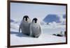 Emperor Penguin Chicks in Antarctica-Paul Souders-Framed Photographic Print