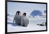 Emperor Penguin Chicks in Antarctica-Paul Souders-Framed Photographic Print