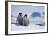 Emperor Penguin Chicks in Antarctica-Paul Souders-Framed Photographic Print