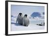 Emperor Penguin Chicks in Antarctica-Paul Souders-Framed Photographic Print