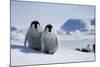 Emperor Penguin Chicks in Antarctica-Paul Souders-Mounted Photographic Print