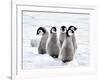 Emperor Penguin Chicks on the Snow in Antarctica-vladsilver-Framed Photographic Print