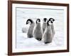 Emperor Penguin Chicks on the Snow in Antarctica-vladsilver-Framed Photographic Print