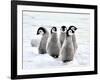 Emperor Penguin Chicks on the Snow in Antarctica-vladsilver-Framed Photographic Print