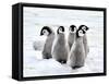 Emperor Penguin Chicks on the Snow in Antarctica-vladsilver-Framed Stretched Canvas