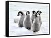 Emperor Penguin Chicks on the Snow in Antarctica-vladsilver-Framed Stretched Canvas