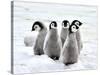 Emperor Penguin Chicks on the Snow in Antarctica-vladsilver-Stretched Canvas