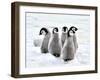 Emperor Penguin Chicks on the Snow in Antarctica-vladsilver-Framed Photographic Print