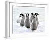 Emperor Penguin Chicks on the Snow in Antarctica-vladsilver-Framed Photographic Print