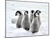 Emperor Penguin Chicks on the Snow in Antarctica-vladsilver-Mounted Photographic Print