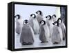 Emperor Penguin Chicks, Snow Hill Island, Weddell Sea, Antarctica, Polar Regions-Thorsten Milse-Framed Stretched Canvas