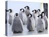 Emperor Penguin Chicks, Snow Hill Island, Weddell Sea, Antarctica, Polar Regions-Thorsten Milse-Stretched Canvas