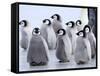 Emperor Penguin Chicks, Snow Hill Island, Weddell Sea, Antarctica, Polar Regions-Thorsten Milse-Framed Stretched Canvas