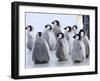 Emperor Penguin Chicks, Snow Hill Island, Weddell Sea, Antarctica, Polar Regions-Thorsten Milse-Framed Photographic Print