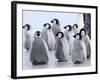 Emperor Penguin Chicks, Snow Hill Island, Weddell Sea, Antarctica, Polar Regions-Thorsten Milse-Framed Photographic Print