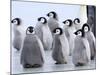 Emperor Penguin Chicks, Snow Hill Island, Weddell Sea, Antarctica, Polar Regions-Thorsten Milse-Mounted Photographic Print