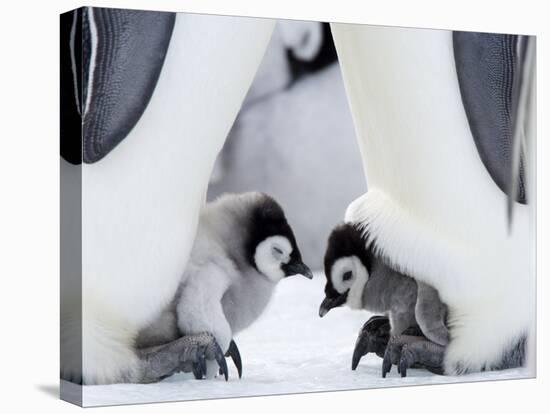 Emperor Penguin Chicks, Snow Hill Island, Weddell Sea, Antarctica, Polar Regions-Thorsten Milse-Stretched Canvas