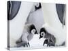 Emperor Penguin Chicks, Snow Hill Island, Weddell Sea, Antarctica, Polar Regions-Thorsten Milse-Stretched Canvas