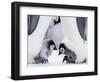 Emperor Penguin Chicks, Snow Hill Island, Weddell Sea, Antarctica, Polar Regions-Thorsten Milse-Framed Photographic Print