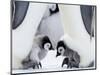Emperor Penguin Chicks, Snow Hill Island, Weddell Sea, Antarctica, Polar Regions-Thorsten Milse-Mounted Photographic Print